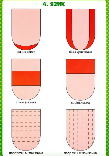 Логопедичні таблиці. Органи мовлення. Артикуляція звуків - фото 5