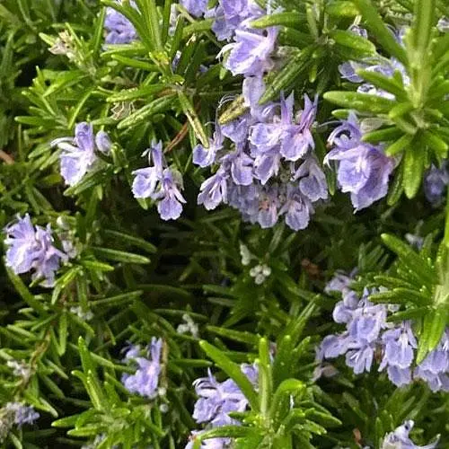 Розмарин морозостойкий "Arp" (187064) 1 саженец в упаковке - фото 1