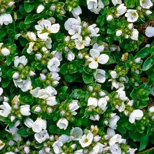 Вероніка Простерта "Alba" (квітковий килим) (189457) 1 саженец - фото 1