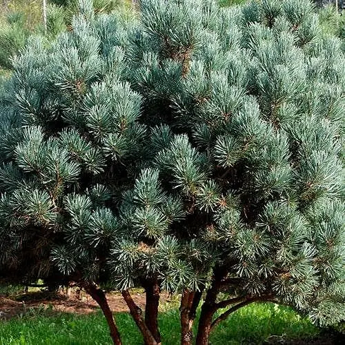 Сосна привитая Agro-Market 2-х летняя обыкновенная Watereri С2 высота 20-30 см 187466 1 саженец в упаковке - фото 1