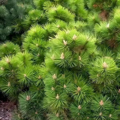 Сосна привитая Agro-Market 2-х летняя чёрная Hornibrookiana С3 высота 20-25 см 188213 1 саженец в упаковке - фото 1