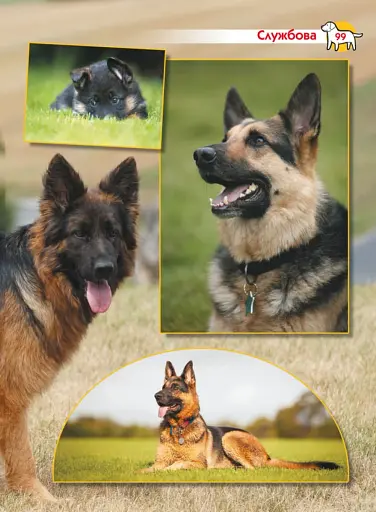 Енциклопедія. Собаки - фото 4