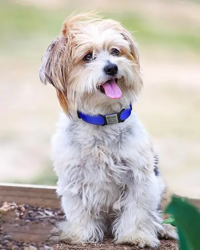 TagME - Светоотражающий нейлоновый ошейник для собак со съемной регулируемой пряжкой для щенков и собак, размер S - фото 3