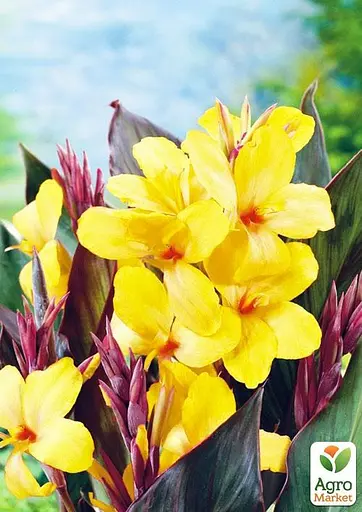 Канна "Louis Cottin" 1 шт (35489) - фото 5