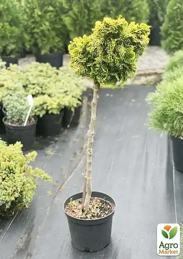 Кипарисовик на штамбе "Tonia" С5 высота 80-90см (116505) 1 саженец - фото 2