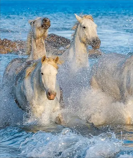 The Horse Encyclopedia (new edition) - фото 7