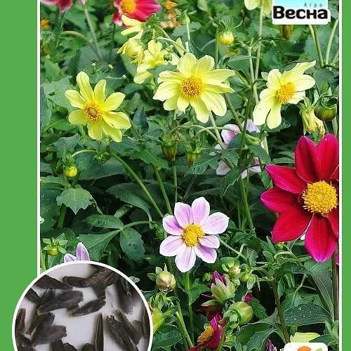 Жоржина "Веселі хлопці" Весна 0.2г (21913) - фото 3