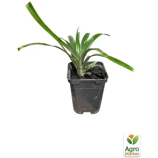 Ананас кімнатний Agro-Market Чампака (184132) 1 саджанець в упаковці  - фото 3