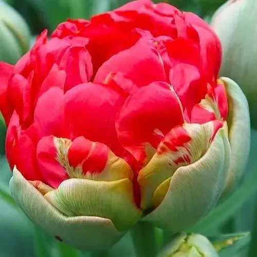 Тюльпан "Bombastic Red" (181244) 2 шт - фото 1