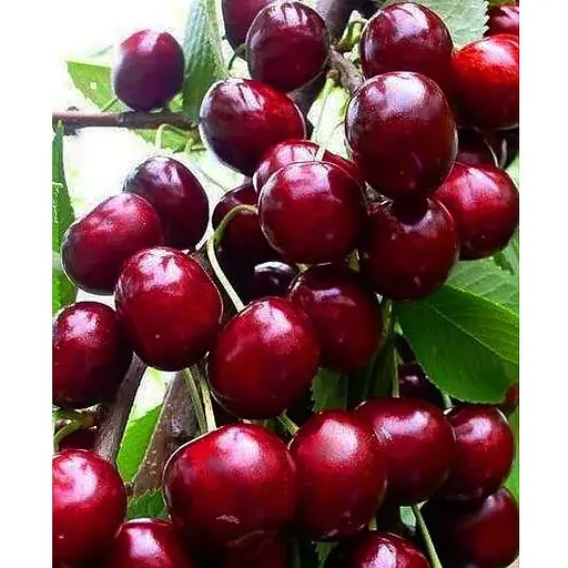 Черешня карликова "Сем" укорінена в контейнері (саджанець 2 роки) (153087) 1 саджанець в упаковке - фото 1