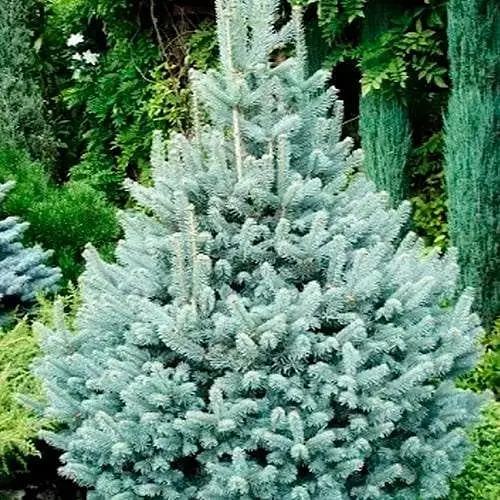 Ялиця гірська Agro-Market Compacta С12 висота 40-50 см 188145 1 саджанець в упаковці - фото 1