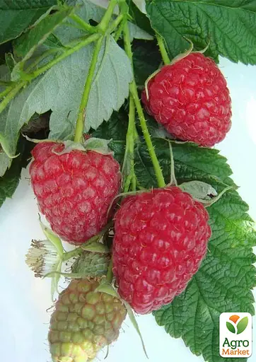 Малина ремонтантная Agro-Market "Мапема" (крупноплодный, ранний, транспортабельний сорт) (188749) 1 саженец в упаковке - фото 2