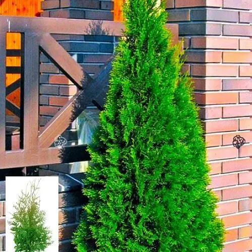 Туя западная Weimar С3, высота 35-45 см (71736) 1 саженец в упаковке - фото 2