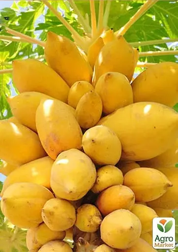 Папайя карликова Agro-Market "Red Lady" (49889) 1 саджанець в упаковці - фото 2