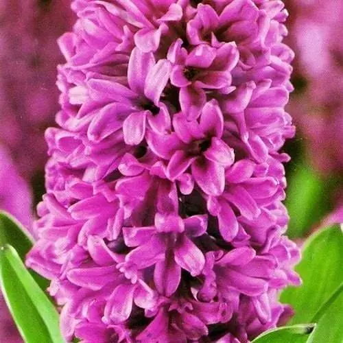 Гиацинт "Miss Saigon" 2 шт (17224) - фото 1