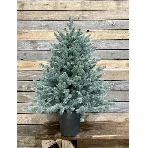 Ялинка Hvoya Traditional лита в горщику 90 см блакитна новинка - фото 2