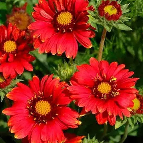 Гайлардія гібридна "Arizona Red Shades" вазон С2 (186527) 1 саженец - фото 1