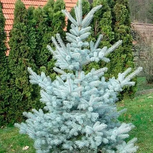 Ель привитая Agro-Market 2-х летняя голубая колючая Edith С2 высота 20-25 см 187442 1 саженец в упаковке - фото 1