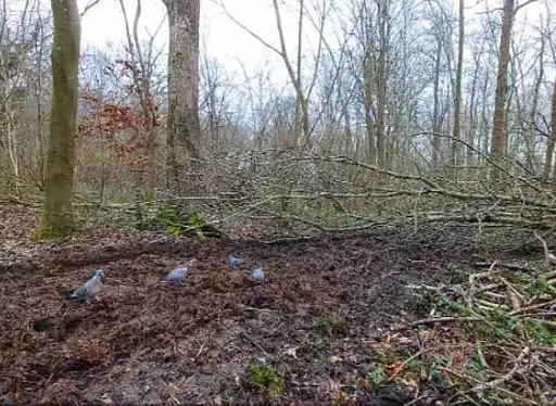 Камера фотоловушка 4G 2560x1920 5mp/12mp 4.0CG - фото 8