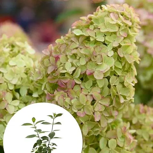 Гортензія волотиста 2-річна "Little Fraise" висота саджанця 20-30см (186205) 1 саженец - фото 3