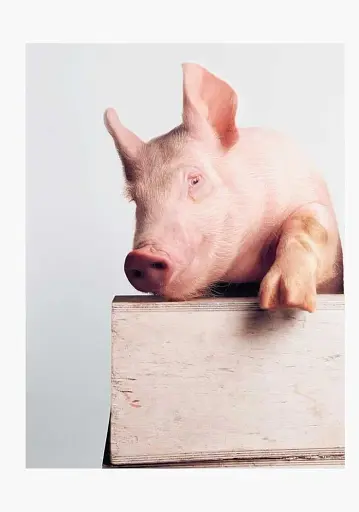 Heji Shin. THE BIG NUDES - фото 2