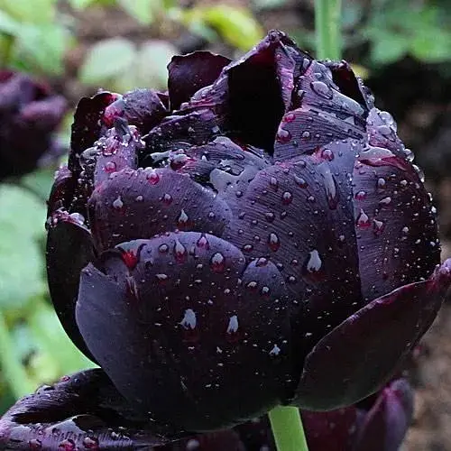 Тюльпан "Black Canyon" (181399) 2 шт - фото 1