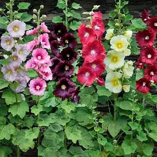 Мальва многолетняя смесь Весна 0.2г (12698) - фото 1