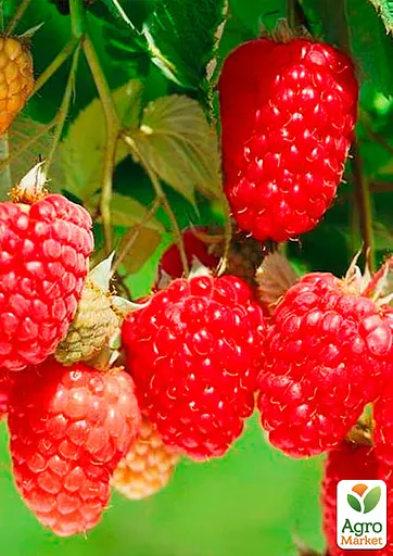 Малина Agro-Market "Зюгана" (один из ведущих ремонтантных сортов) 1-летний саженец (189492) 1 шт в упаковке - фото 2