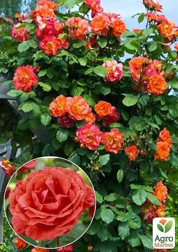 Троянда в контейнері плетиста "Wonderful World" (саджанець класу АА+) (180856) 1 саженец - фото 2