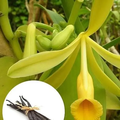 Ваніль мадагаскарська Bourbon (Бурбон) (49891) 1 саджанець в упаковці - фото 2