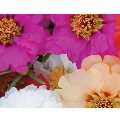 Портулак "Большецветковый" Весна 0.3г (18665) - фото 1