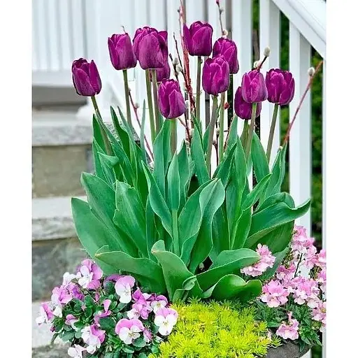 Тюльпан "Passionale" 3 шт (17046) - фото 1