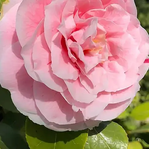 Камелия японская "Bonomiana" (187242) 1 саженец - фото 1