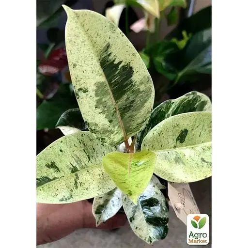 LMTD Фікус Agro-Market Еластика Moonshine 30-40 см колекційний сорт (185025) 1 саджанець в упаковці (кімнатний) Нідерланди - фото 4