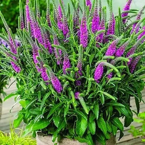 Вероніка "Amethyst Plume" вазон С2 (183703) 1 саженец - фото 1