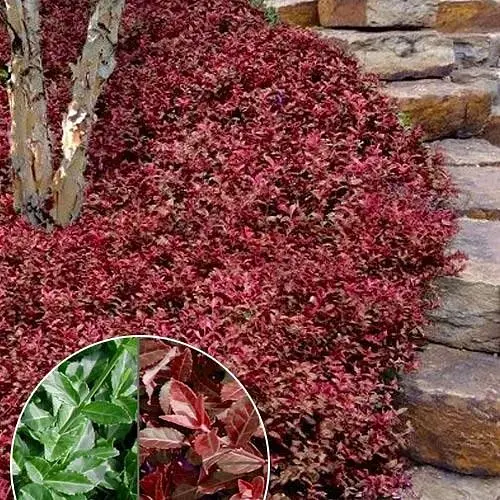 Бересклет Форчуна 2-х річний Coloratus С2 (189802) 1 саджанець в упаковці - фото 1