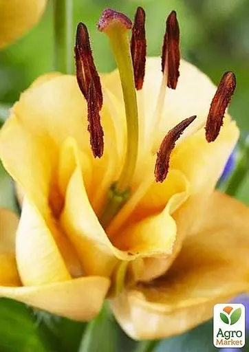 Лилия "Apricot Fudge" (Лилия-роза) 1 шт (35510) 1 шт - фото 4