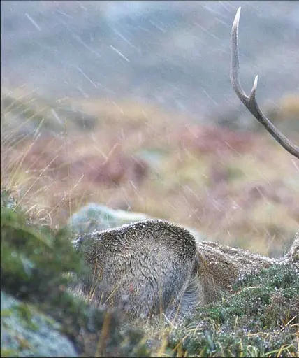 Wildlife of Britain and Ireland - фото 7