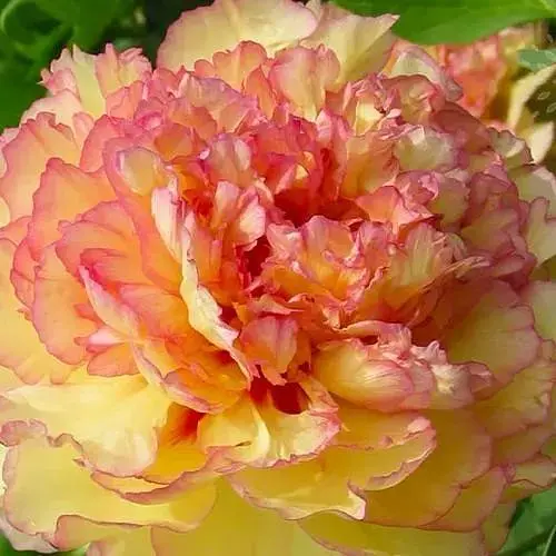 Пион древовидный Kinkaku Jin Ge (Китай саженец 2 года) (190793) 1 шт Нидерланды - фото 1