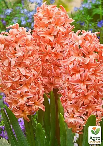 Гиацинт "Gipsy Queen" (размер 14/15, большой) 2 шт (17228) - фото 2