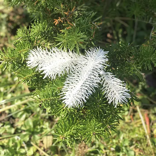 Штучна хвоя Hvoya гілочки ялинки для рукоділля білий 600 шт. - фото 2