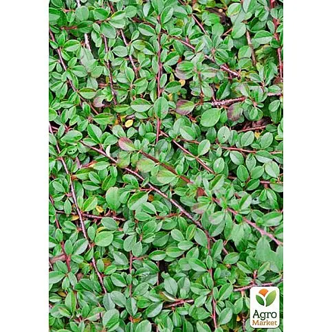 Кизильник Даммера "Mooncreeper", С2 (187651) 1 саженец в упаковке - фото 3