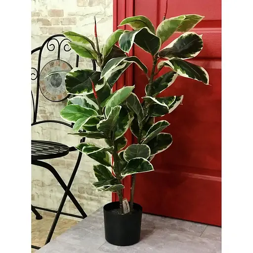 Фікус різнокольоровий Hvoya Еластіка Беліз 95 см - фото 2