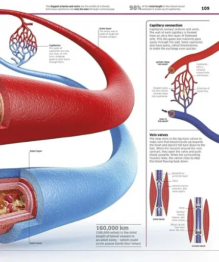 Knowledge Encyclopedia Human Body! - фото 5