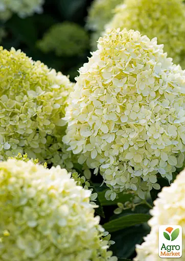 Гортензія волотиста 2-річна "Living-Cotton Cream" висота саджанця 20-30см (186199) 1 саженец - фото 3