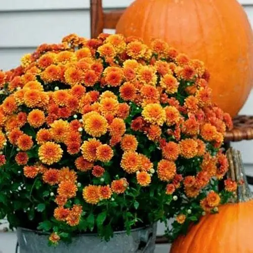 Хризантема мультифлора шаровидная "Milkshake Papaya" (112788) 1 саженец - фото 1