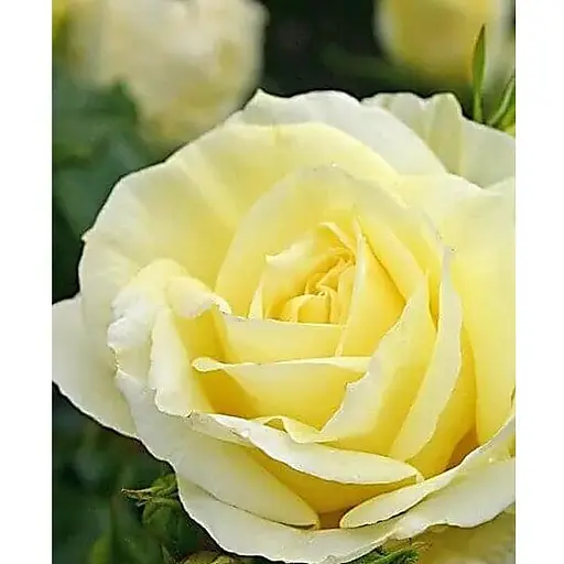 Роза в контейнере чайно-гибридная "Limona" (саженец класса АА+) (185752) 1 саженец - фото 1