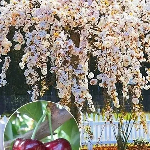 Черешня Agro-Market Плакуча (Weeping cherry) (вік від 2-х років, висота 150-190 см) (50879) 1 шт в упаковці - фото 1