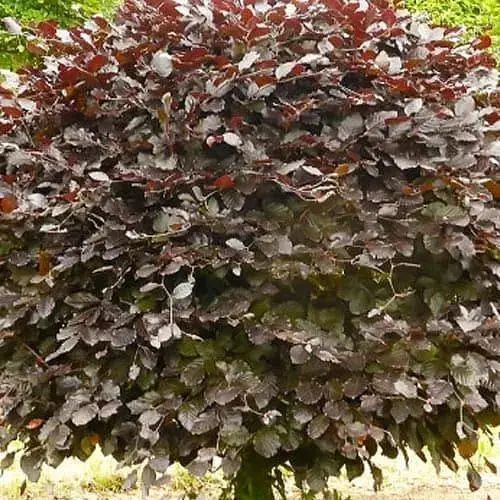 Бук лесной краснолистный Agro-Market Atropunicea Purpurea С5, высота 80-100 см (183890)1 саженец в упаковке  - фото 2