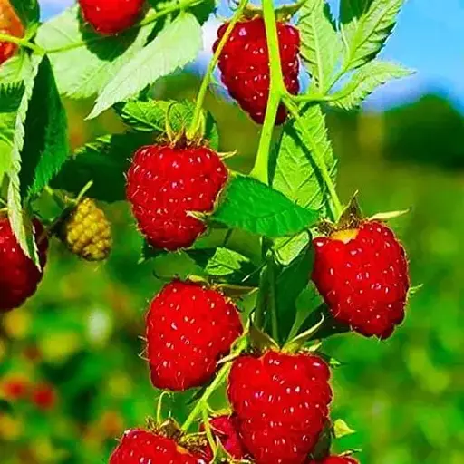 Малина Agro-Market "Гусар" (среднеранний срок созревания) 1-летний саженец (189469) 1 шт в упаковке - фото 1